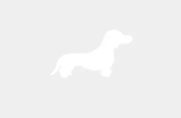 Pititico Dachshund Arlequim Basset Salsichinha